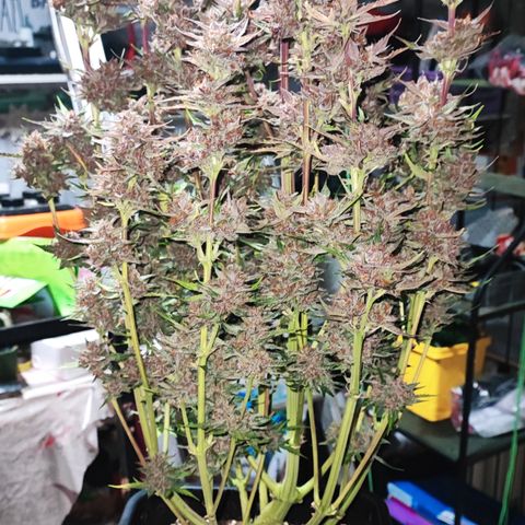 Lemon Cherry Cookies (Drea) growlog timeline photo