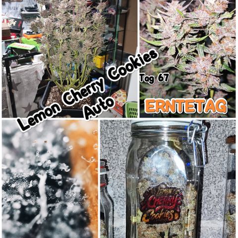 Lemon Cherry Cookies (Drea) growlog timeline photo