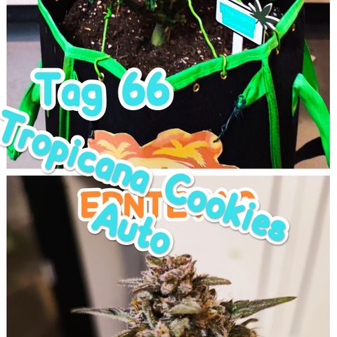 Tropicana Cookies (Birgit) growlog timeline photo