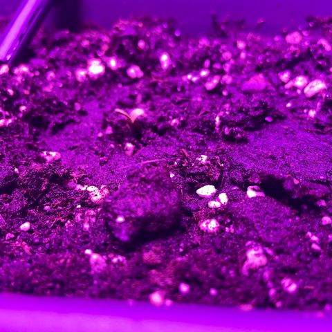 Auto fast & furious  growlog timeline photo