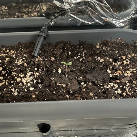 Auto fast & furious  growlog timeline photo