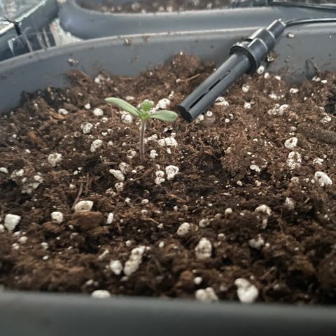 Auto fast & furious  growlog photo: 65 %влажность 
Температура у ростка 27
