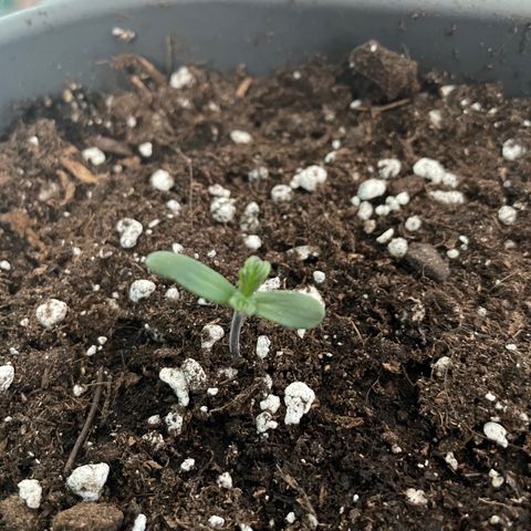 Auto fast & furious  growlog photo: 65 %влажность 
Температура у ростка 27
