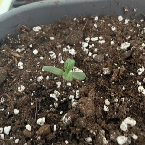 Auto fast & furious  growlog photo: День 4 полет нормальный
Уже полил 100 мл