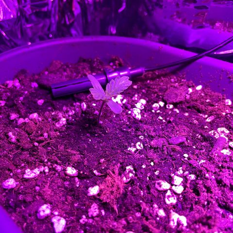 Auto fast & furious  growlog timeline photo