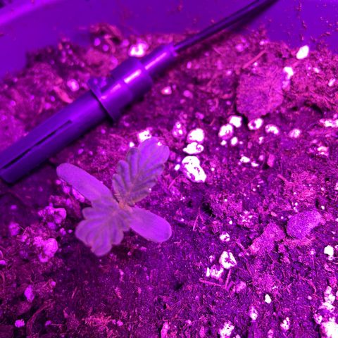 Auto fast & furious  growlog timeline photo