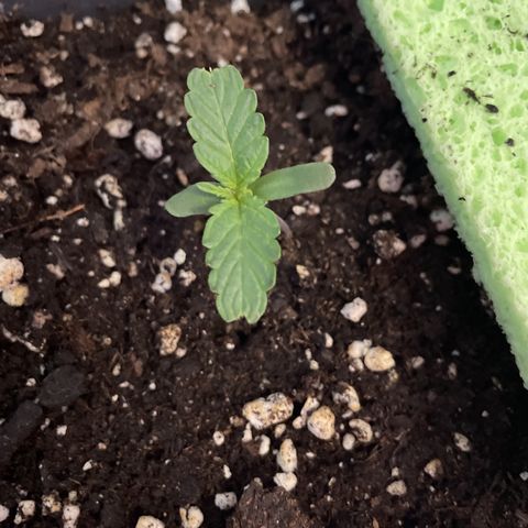 Auto fast & furious  growlog timeline photo
