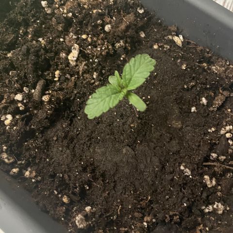 Auto fast & furious  growlog timeline photo