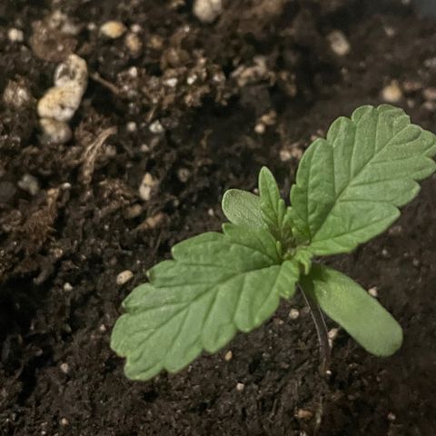 Auto fast & furious  growlog timeline photo