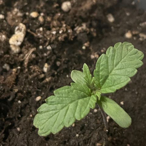 Auto fast & furious  growlog timeline photo