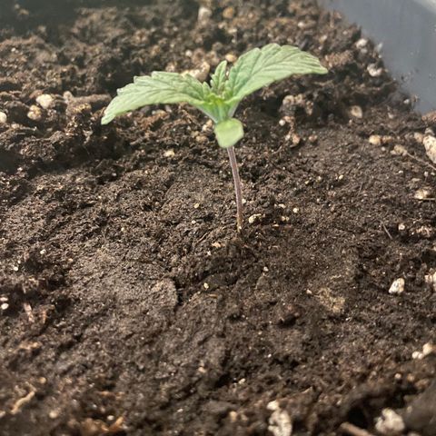 Auto fast & furious  growlog timeline photo