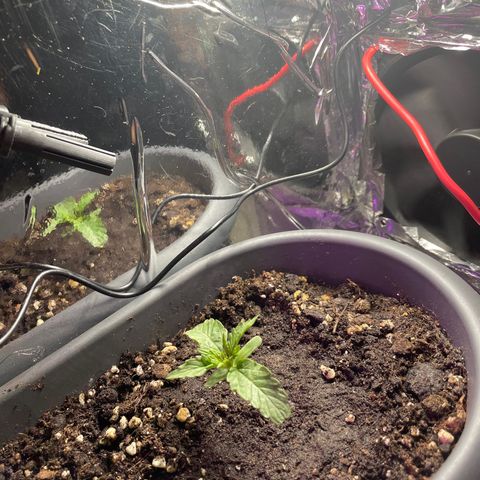 Auto fast & furious  growlog timeline photo