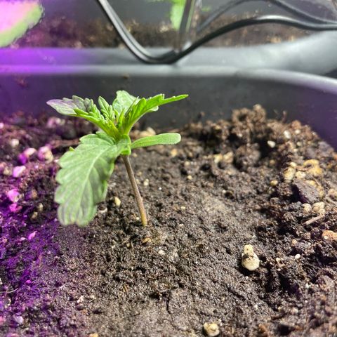 Auto fast & furious  growlog timeline photo