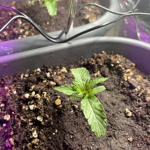 Auto fast & furious  growlog timeline photo