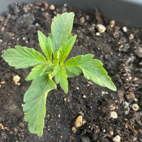 Auto fast & furious  growlog timeline photo