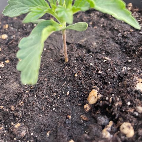 Auto fast & furious  growlog timeline photo