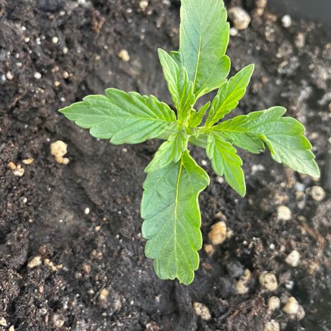 Auto fast & furious  growlog timeline photo