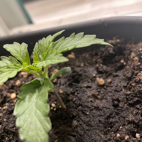 Auto fast & furious  growlog timeline photo