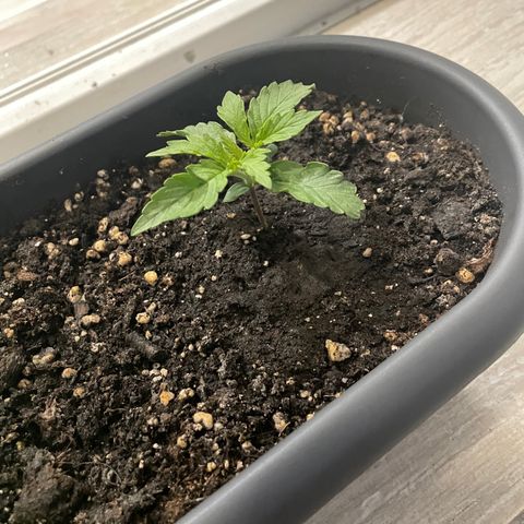 Auto fast & furious  growlog timeline photo