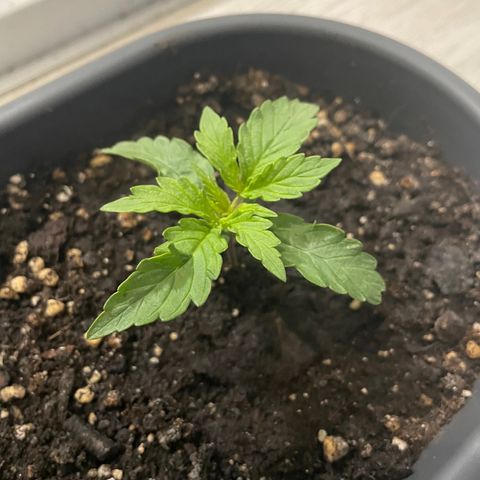 Auto fast & furious  growlog timeline photo