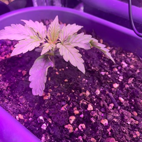 Auto fast & furious  growlog timeline photo