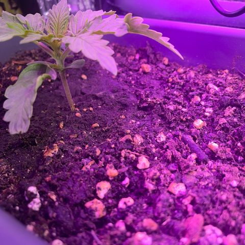 Auto fast & furious  growlog timeline photo
