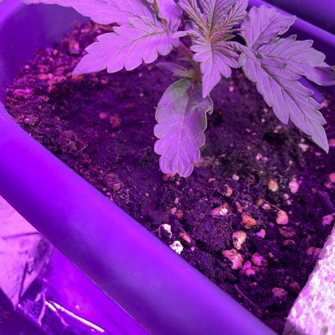 Auto fast & furious  growlog timeline photo