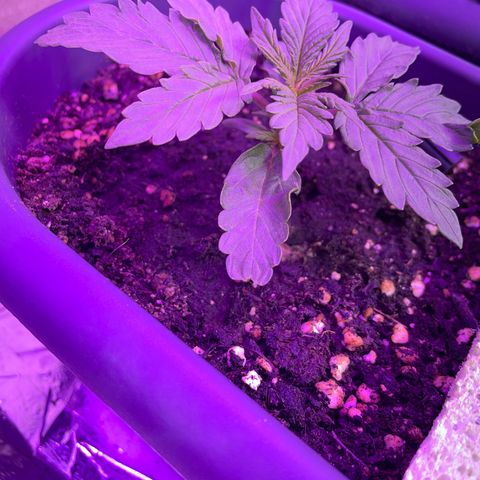 Auto fast & furious  growlog timeline photo