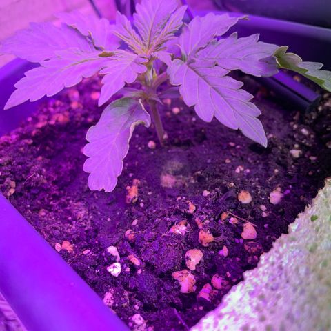 Auto fast & furious  growlog timeline photo