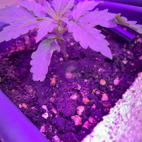 Auto fast & furious  growlog timeline photo