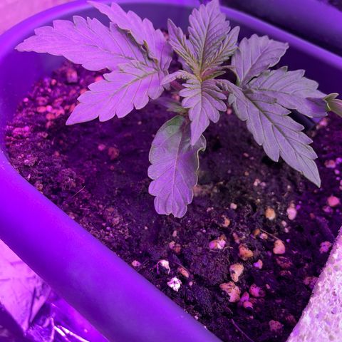 Auto fast & furious  growlog timeline photo