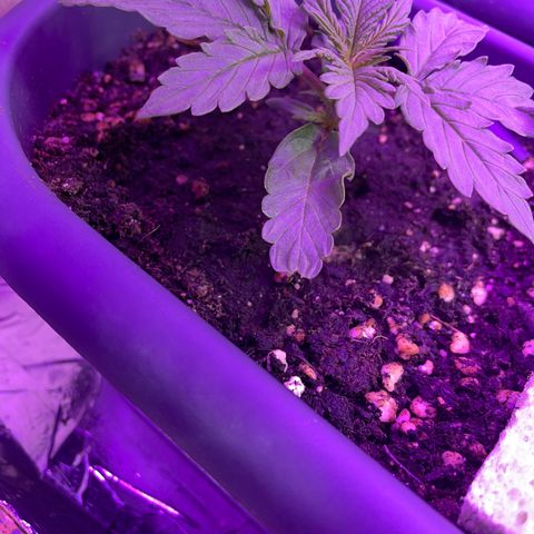 Auto fast & furious  growlog timeline photo