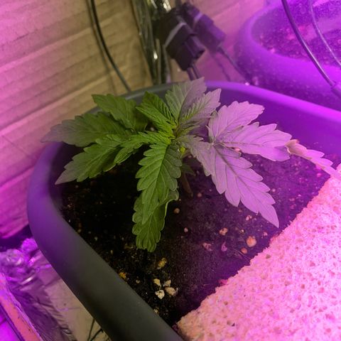 Auto fast & furious  growlog timeline photo