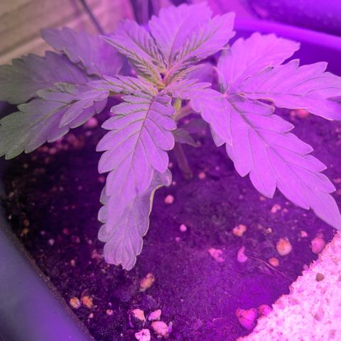 Auto fast & furious  growlog timeline photo