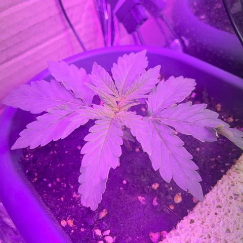 Auto fast & furious  growlog timeline photo