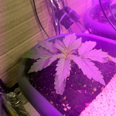 Auto fast & furious  growlog timeline photo