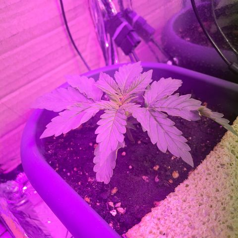 Auto fast & furious  growlog timeline photo