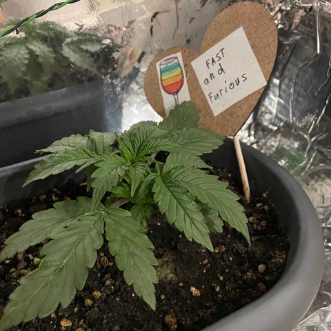 Auto fast & furious  growlog timeline photo