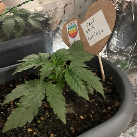 Auto fast & furious  growlog timeline photo