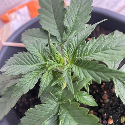 Auto fast & furious  growlog timeline photo
