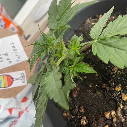 Auto fast & furious  growlog timeline photo