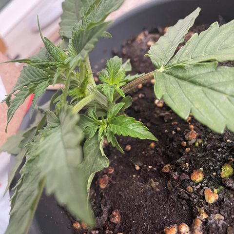 Auto fast & furious  growlog timeline photo