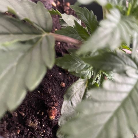 Auto fast & furious  growlog timeline photo