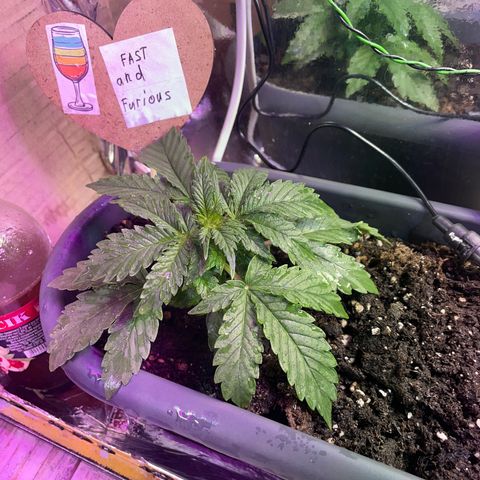 Auto fast & furious  growlog timeline photo