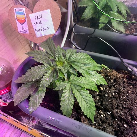 Auto fast & furious  growlog timeline photo