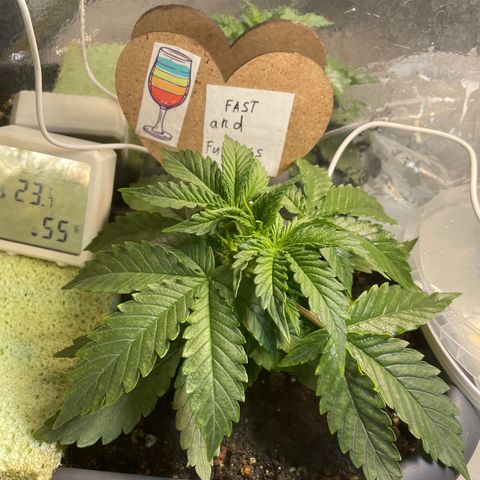 Auto fast & furious  growlog timeline photo