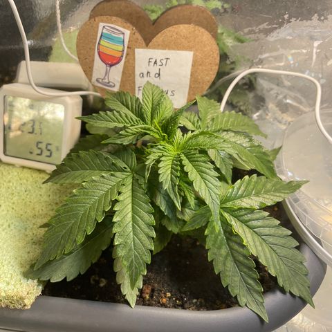 Auto fast & furious  growlog timeline photo
