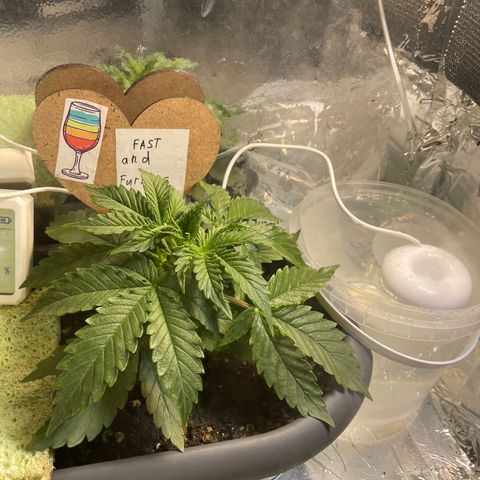 Auto fast & furious  growlog timeline photo