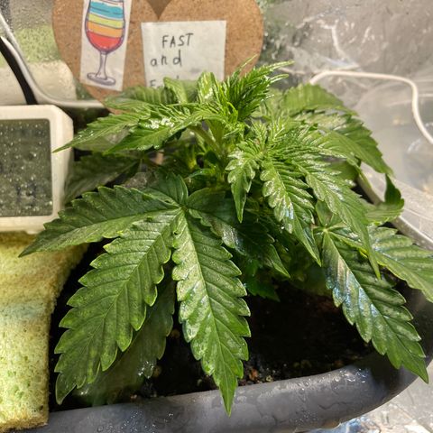 Auto fast & furious  growlog timeline photo