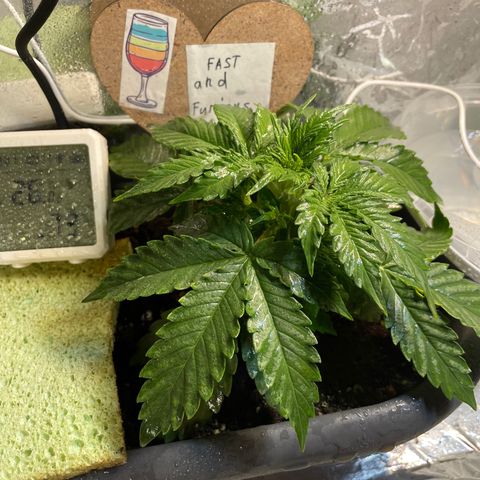 Auto fast & furious  growlog timeline photo